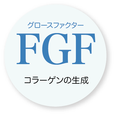 FGFコラーゲンの生成